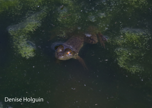 Reflections in a Frog's Eye