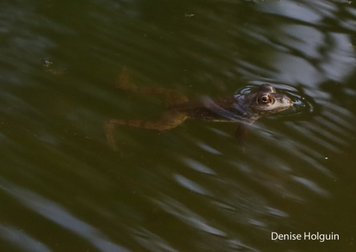 Reflections in a Frog's Eye