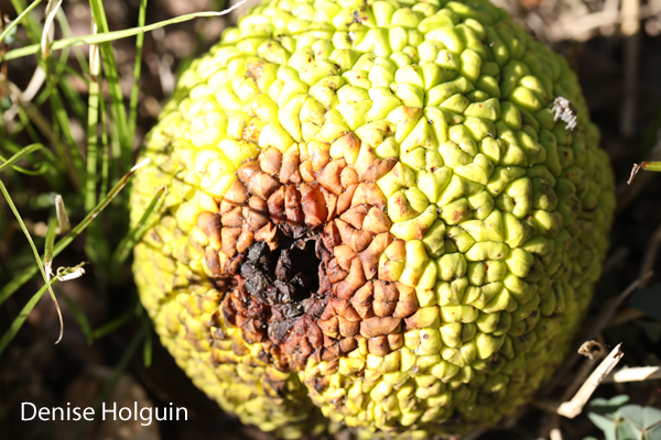 Spider on Osage Orange