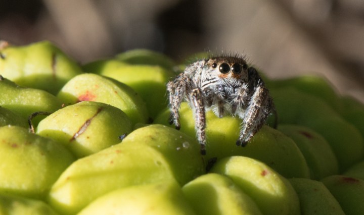 Big Bertha's Adventures