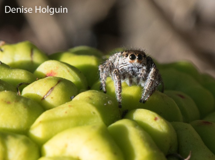 Big Bertha's Adventures