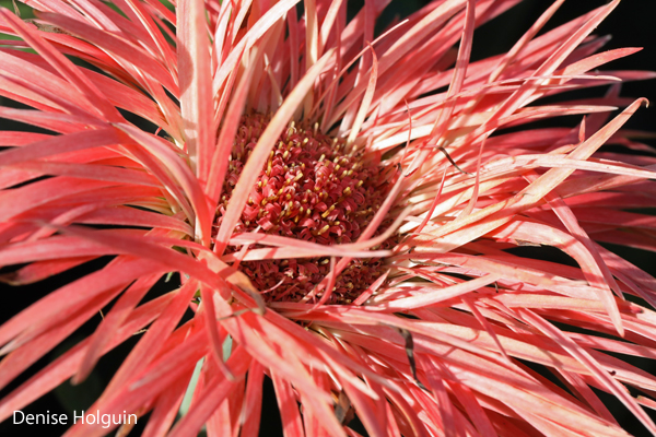 Black, white and color