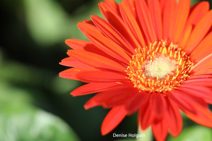 Beetle Eating Grasshopper Eggs - Skip this post if you're squeamish