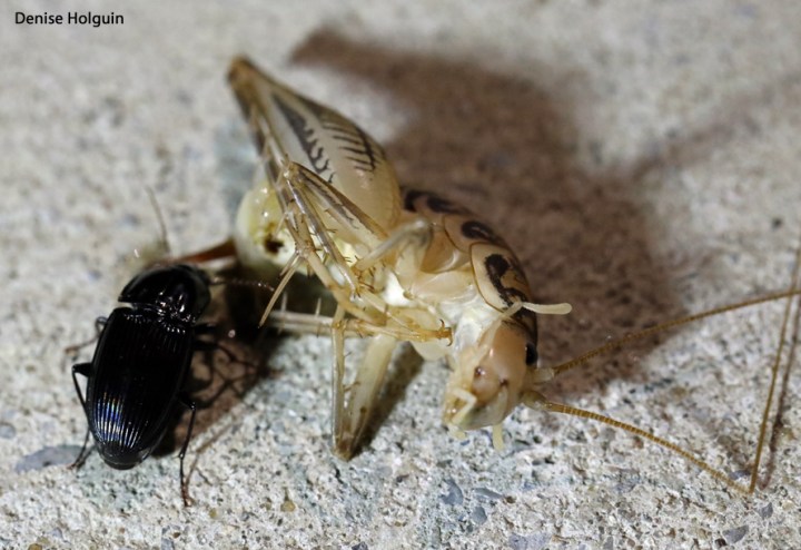 Beetle Eating Grasshopper Eggs - Skip this post if you're squeamish