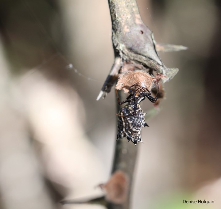 A spider with spines!
