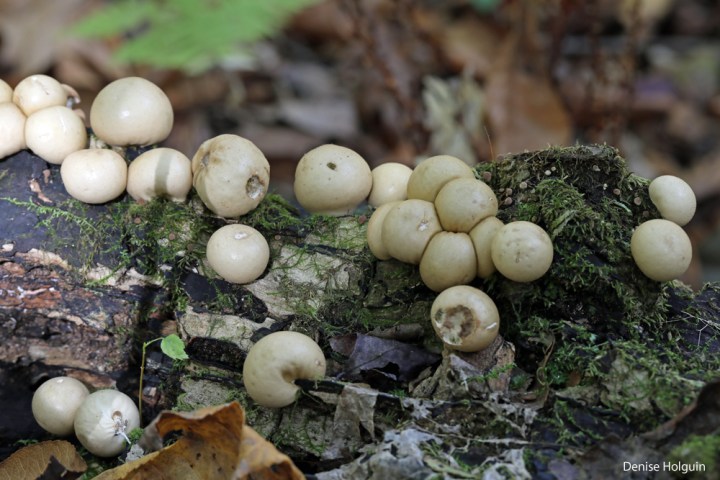 A profusion of mushrooms