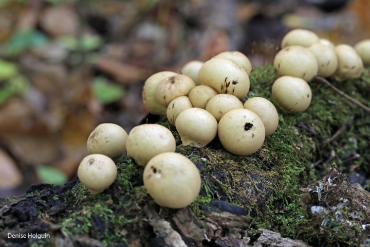 A profusion of mushrooms