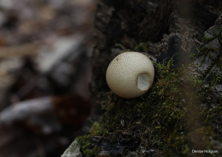 A profusion of mushrooms