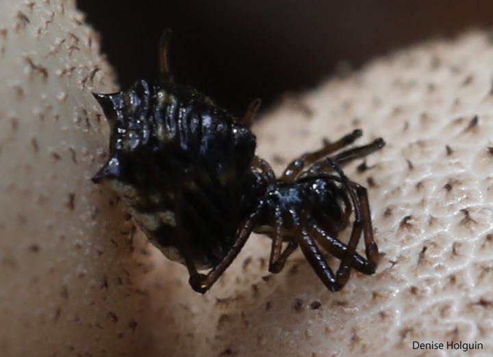 A profusion of mushrooms