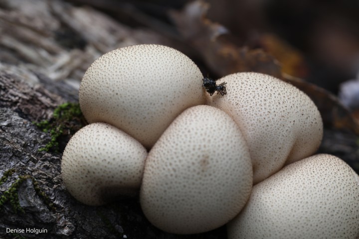 A profusion of mushrooms