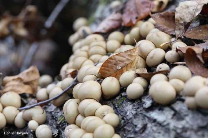 A profusion of mushrooms