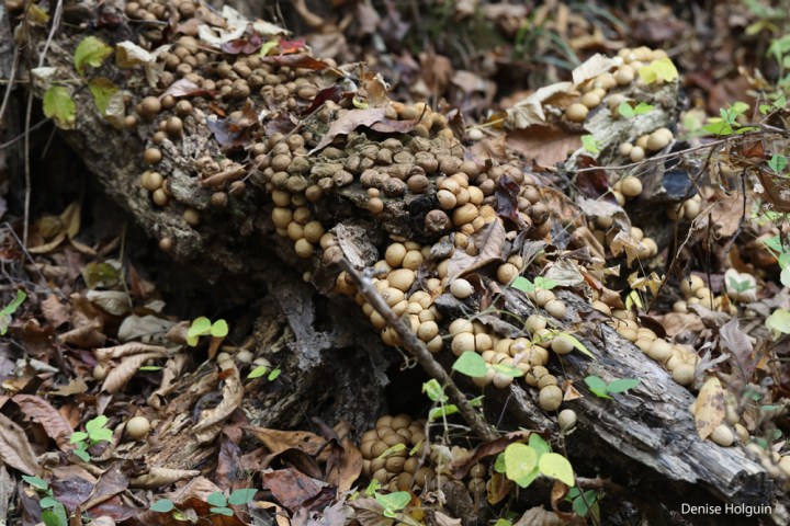 A profusion of mushrooms