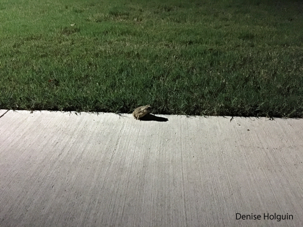 The night I tried to feed a toad