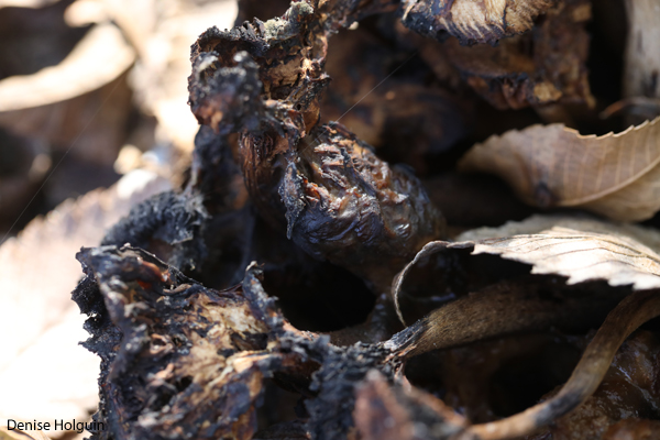 Tracking the Mound of Mushrooms: Death & Decay