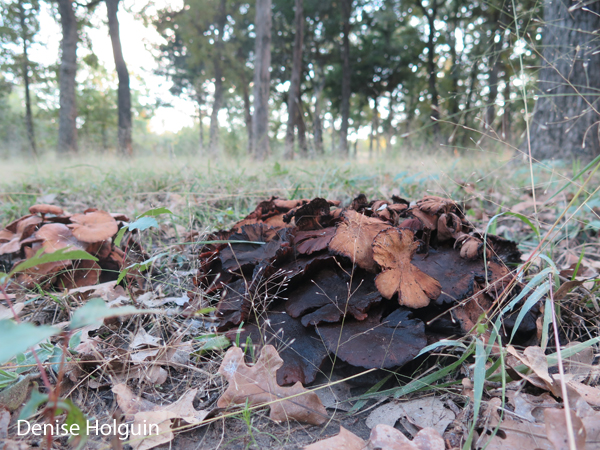 Fresh & Not So Fresh Mushrooms