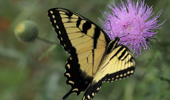 Swallowtail butterfly on flower