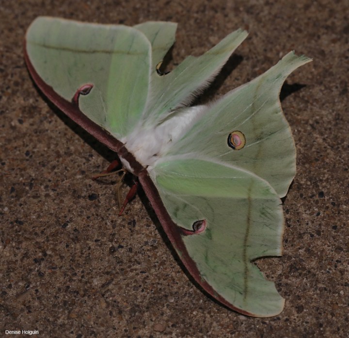 Luna Moth