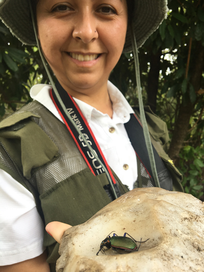 Jolene, the Jewel Beetle