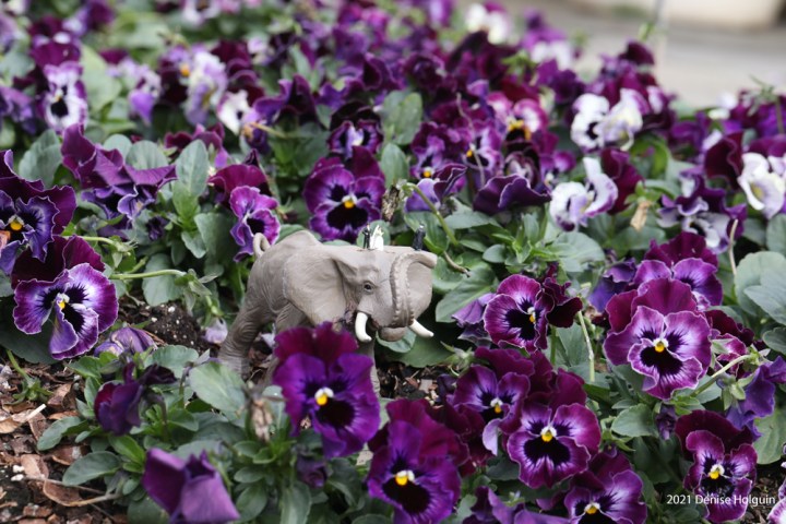Elephant at the Dallas Arboretum