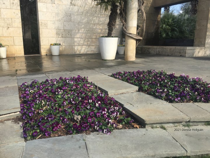 Elephant at the Dallas Arboretum
