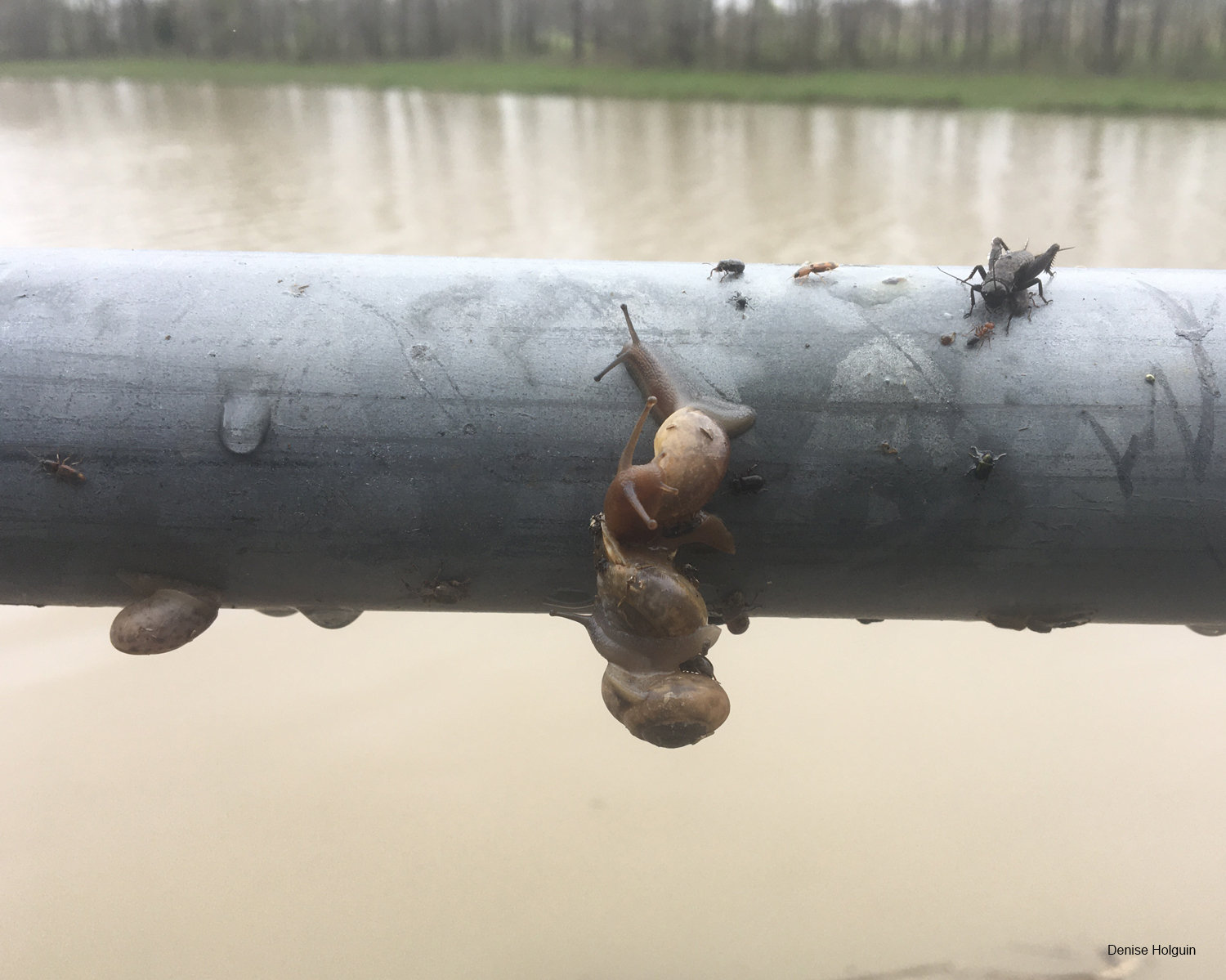 Snails at Oak Point Park
