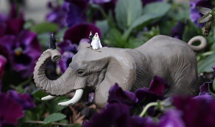 Elephant at the Dallas Arboretum