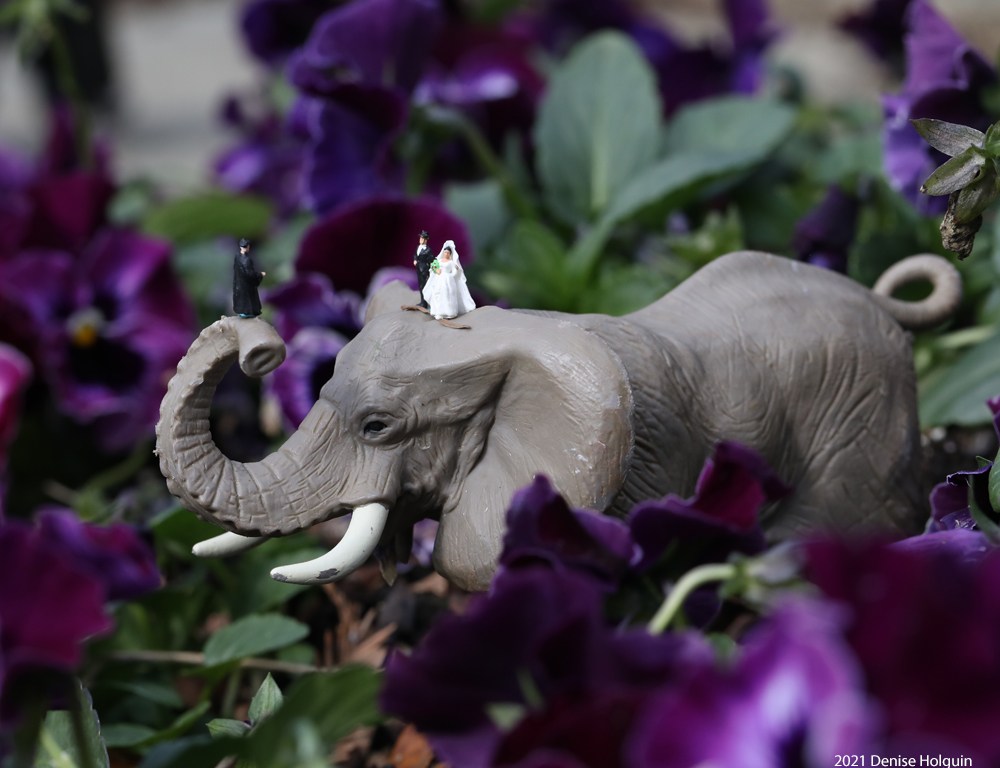 Elephant at the Dallas Arboretum