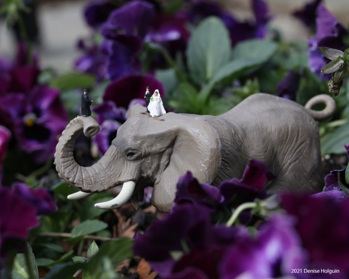 Elephant at the Dallas Arboretum