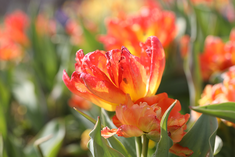 Tulips at the Dallas Arboretum