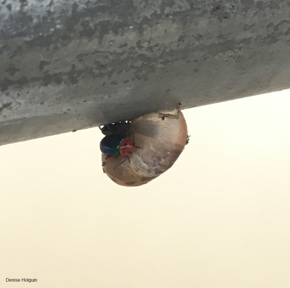 Snail and Beetle at Oak Point Park
