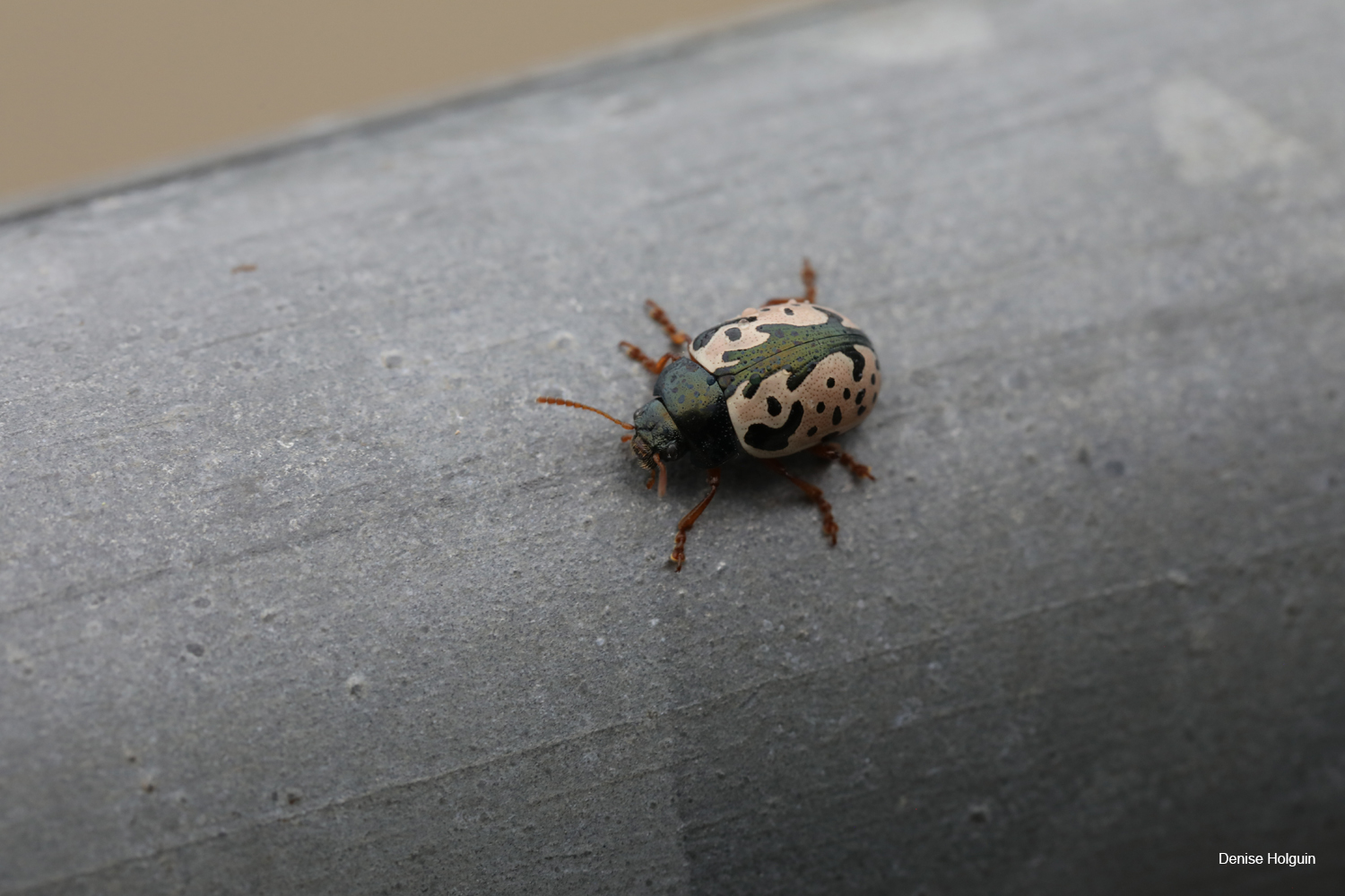 Calligrapha Beetle