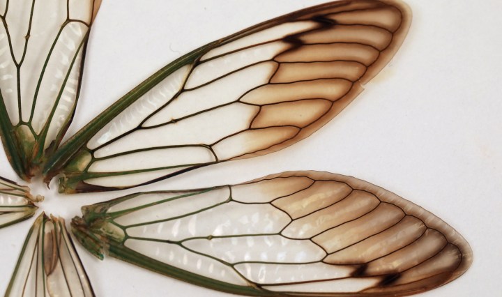 Cicada Wings