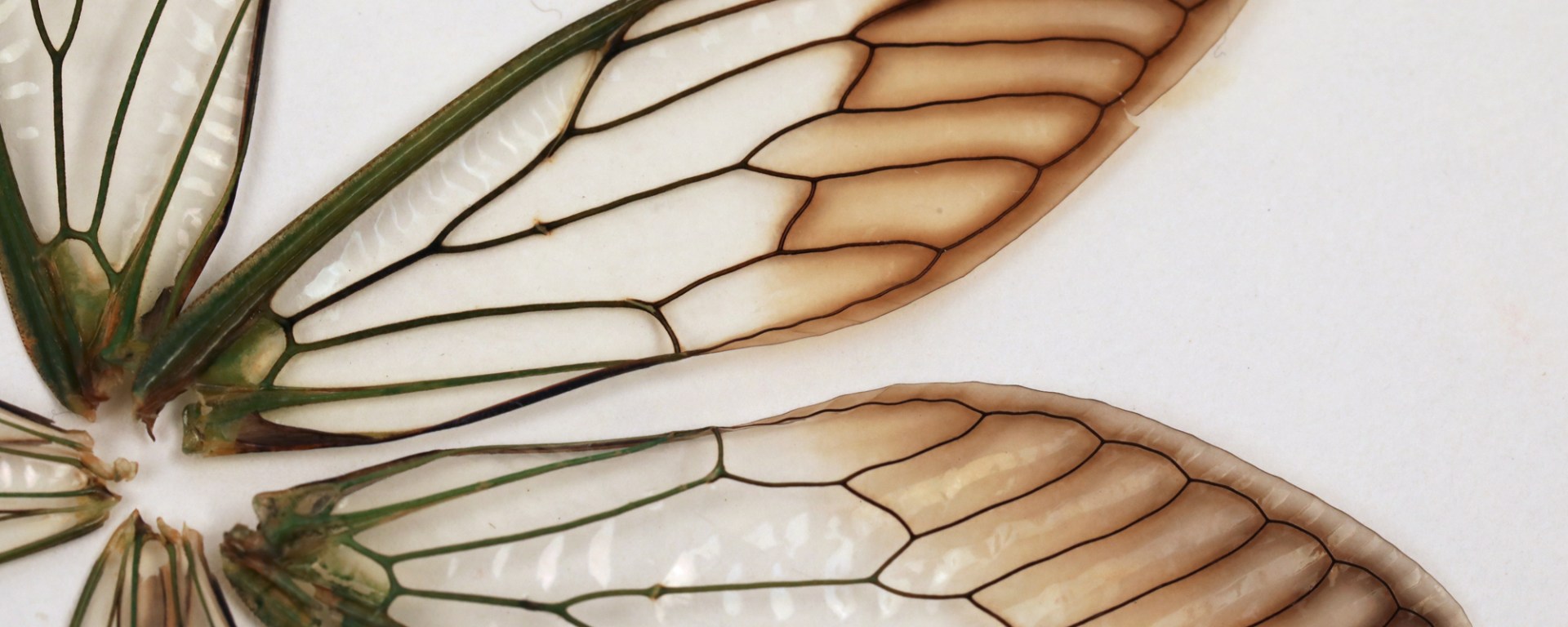 Cicada Wings