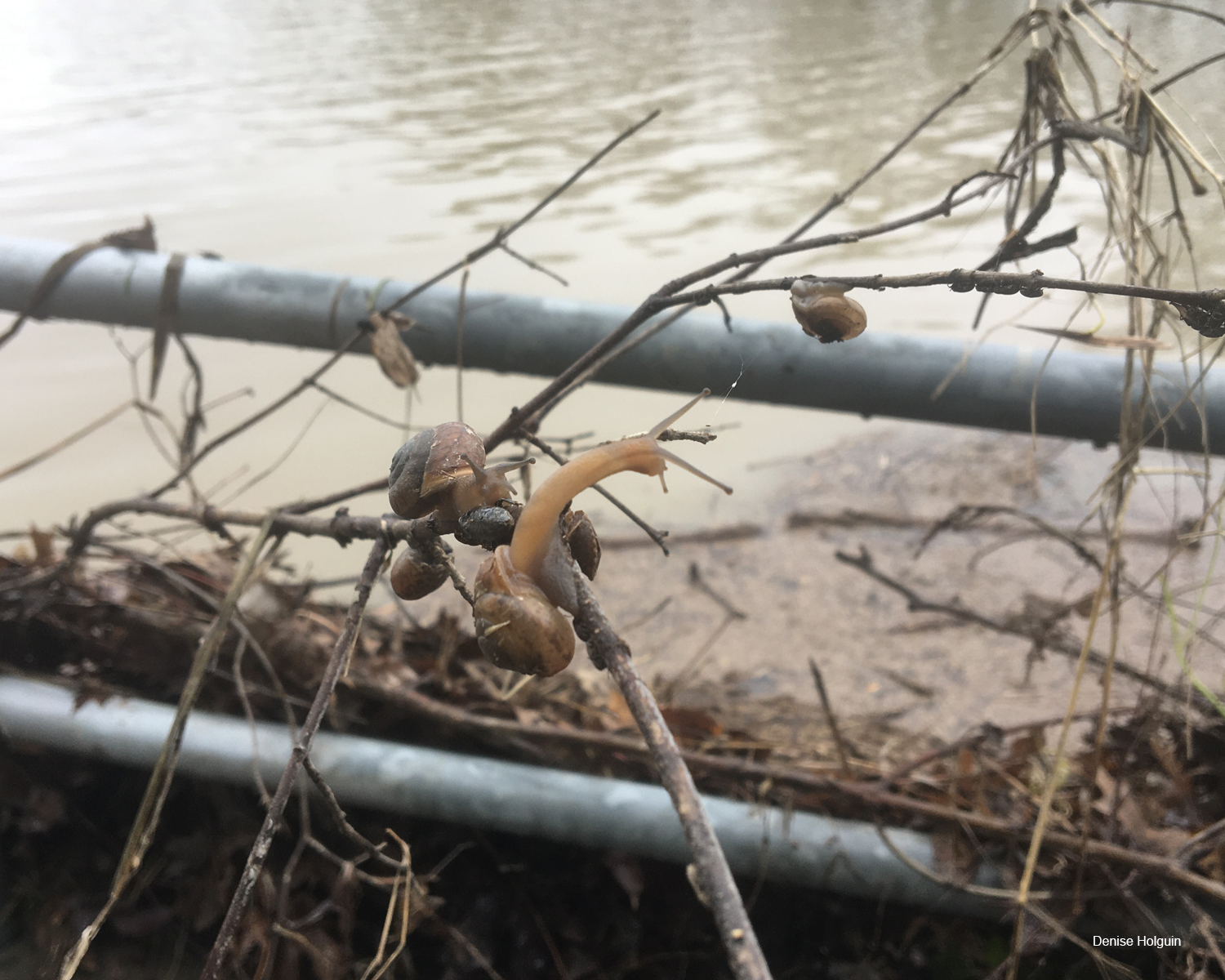 Snails at Oak Point Park