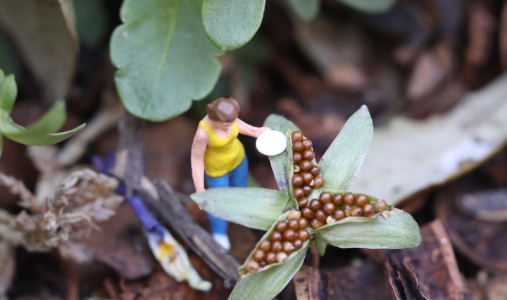 Flower Seeds and HO Scale miniature