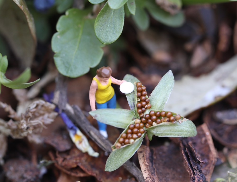 Flower Seeds and HO Scale miniature