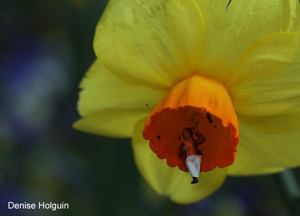 Miniature on Daffodil