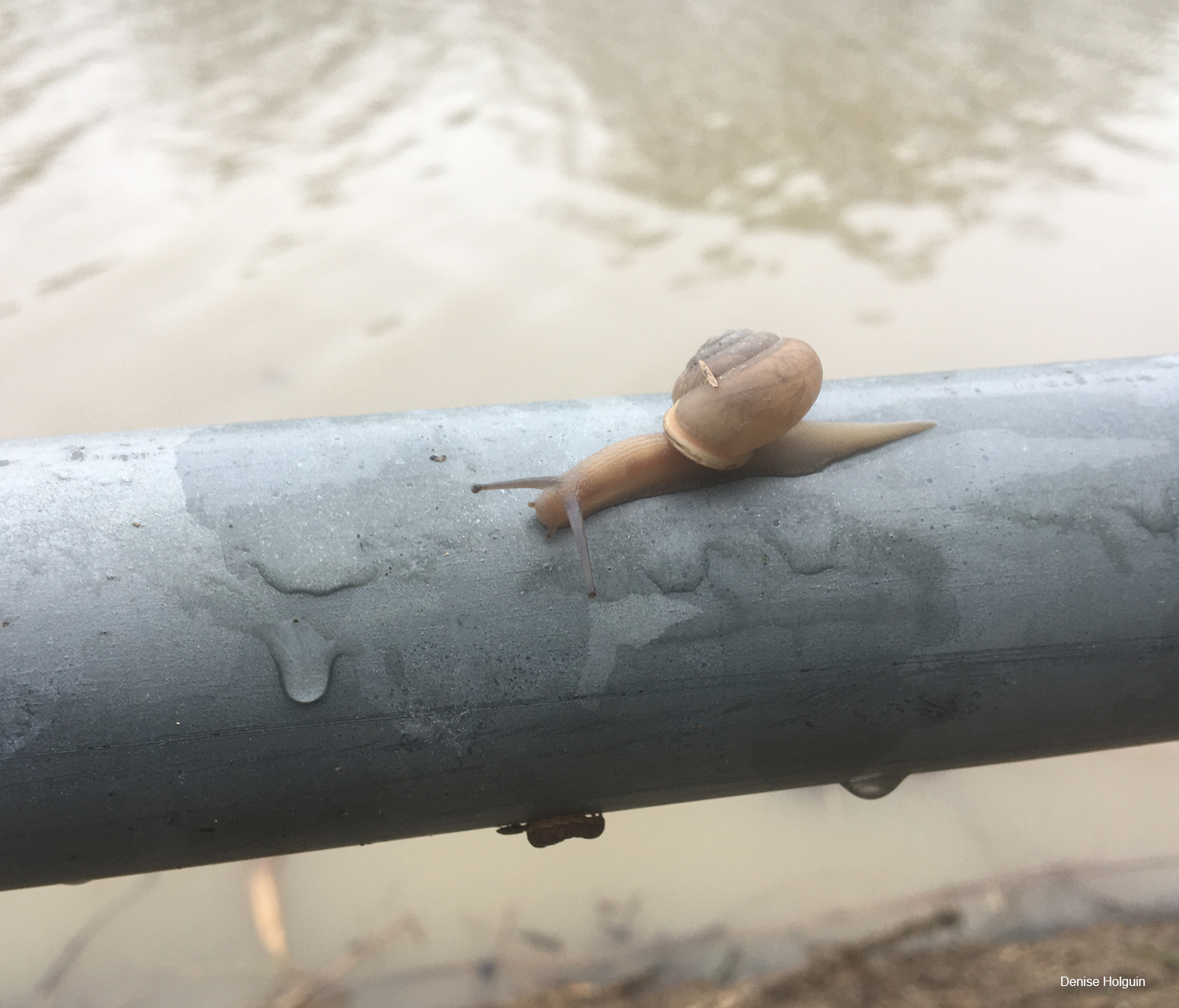 Snail at Oak Point Park