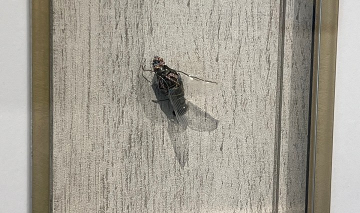 Fly on the Wall - Visual Art League of Lewisville