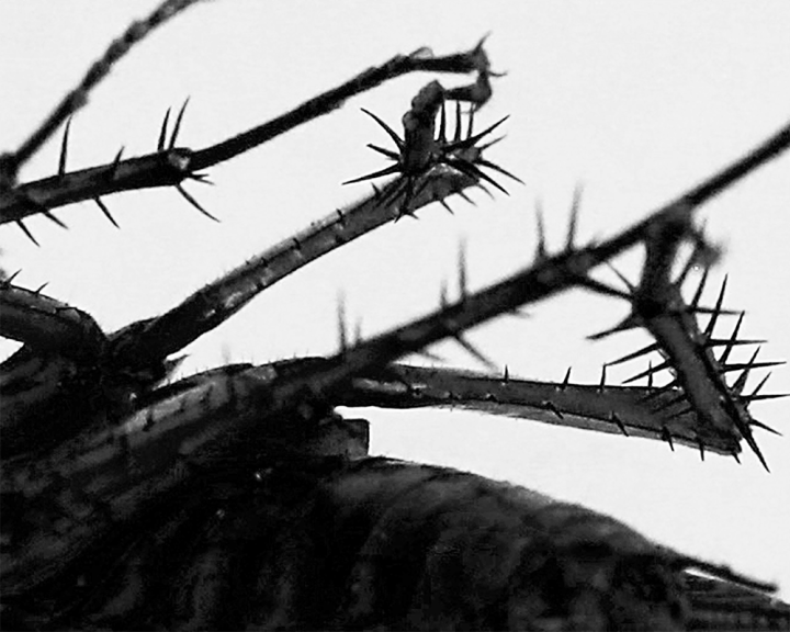 A Face Only a Mother Could Love (Or: How I Photographed a Cockroach)